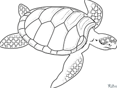 tortuga Páginas Para Colorear Para Imprimir